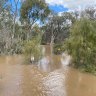 Flooding of the Murray River near Echuca last month. The Murray is expected to peak at Wakool Junction, north of Swan Hill, by about midday on Tuesday.