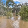 Parts of Mildura told to evacuate as swollen Murray River rises