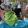 Qld announces $40m to protect koalas and other native species
