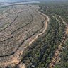 ‘On extinction path’: Land clearing laws failing native species
