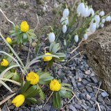 Eranthis hyemalis and Galanthus “Brenda Troyle” are among the sprinkling of winter flowers.