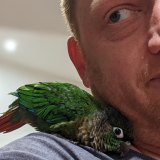 Doug Hendrie discovers the reality of becoming a bird owner.