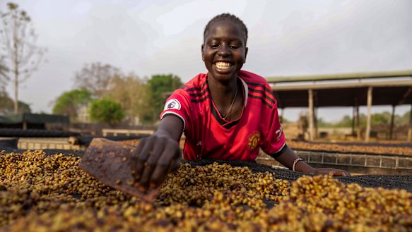 A worker turns excelsa coffee beans to dry near Nzara, South Sudan during this year’s harvest..