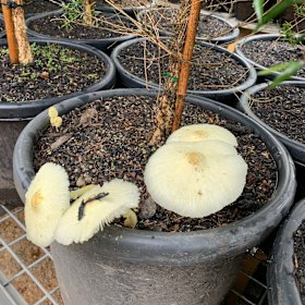 Flower pot fungus is toxic, but bright and colourful  so it attracts children. 