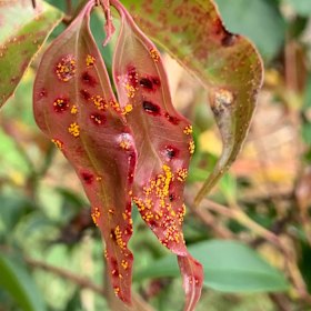 Myrtle rust is impacting plants across Northern NSW and southeastern QLD.