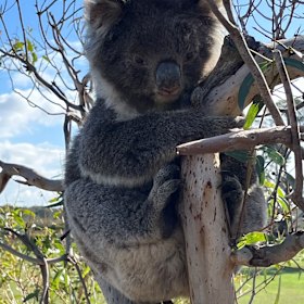 A koala clings to a mostly stripped tree on French Island.