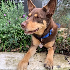 No more walks please, Clancy begs for some shut-eye.