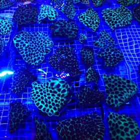 Hard coral samples stored for the future at Cairns Marine.