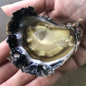 A freshly shucked oyster from The Nambucca Oyster Company.