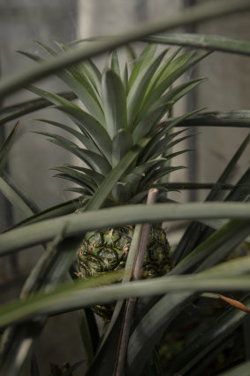 Pineapples can be grown in hothouses.