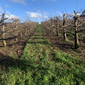 The cherry orchard at Basalt, Orange. 