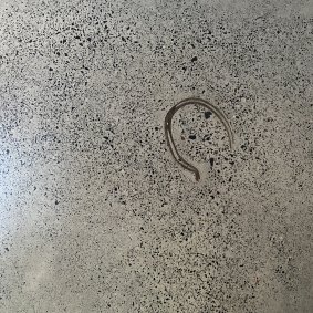 A horse shoe found in the old horse stables was embedded in concrete floors in two rooms at The Stable, the house designed by architect Qianyi Lim and shortlisted for a NSW architecture prize.