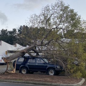 Trees and fences were ripped from the ground as winds of up to 137 kilometres an hour hit Perth, the equivalent of a category two cyclone. 