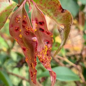 Myrtle rust is impacting plants across Northern NSW and southeastern QLD.