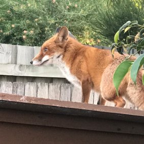 Fox found in Maroubra in 2018.