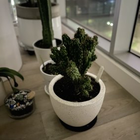 Now you can take faux-bokeh pictures of your plants (or people, I guess) in the dark.