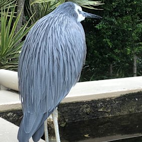 Feathered celebrity Harry.