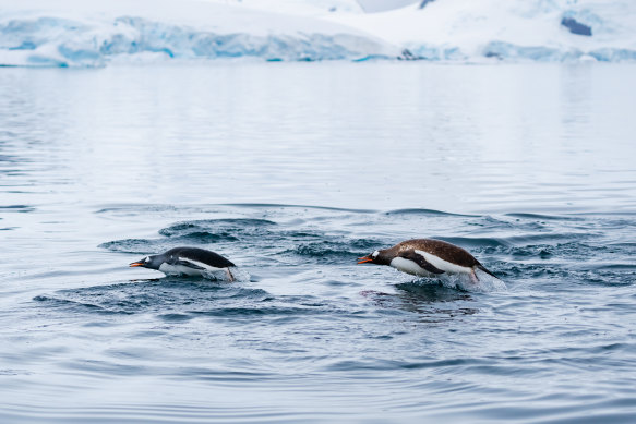 Penguins on the move.