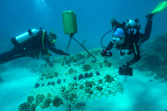 Emma Camp and a colleague check a coral nursery on the Opal reef, part of the Great Barrier Reef.