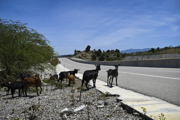 Goats make themselves at home on the peaceful Suai-Fatucai section of the expressway.