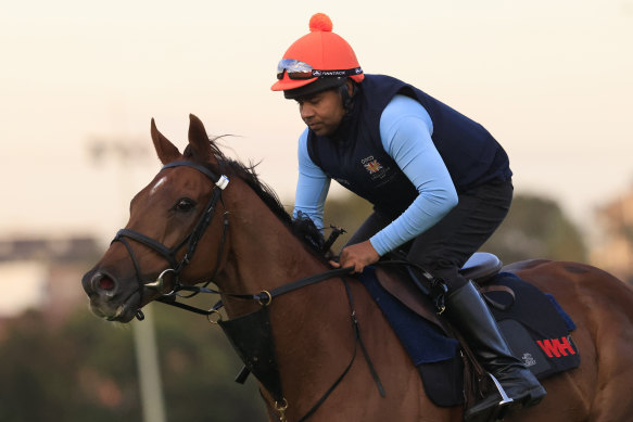 Safid Alam rides Addeybb in a track gallop at Canterbury on Thursday.