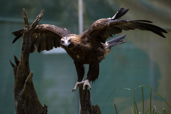 Tucked away behind a small farmhouse in the Southern Highlands, raptors are nursed back to health.