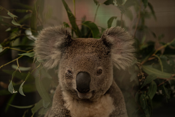 Koalas could be extinct in the wild before 2050 if their current decline is not stopped, a NSW parliamentary inquiry has found.