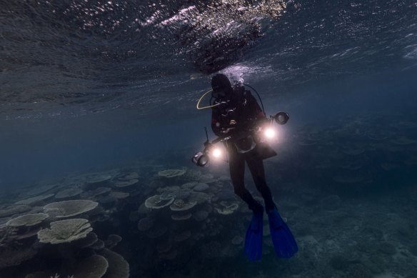 A diver works to map the Reef at North Point on Lizard Island. 