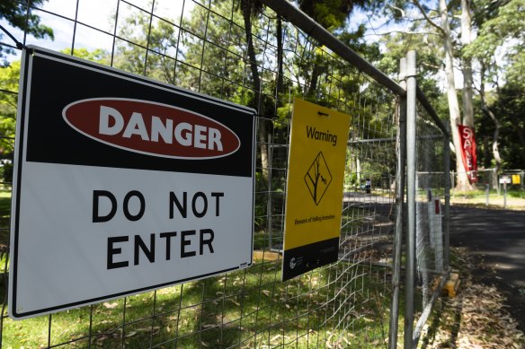 Northern Beaches Council is poised to decide the fate of the two flooded gums.