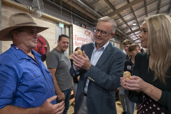 Anthony Albanese begins his campaign with a traditional baby picture - this time a baby chick - at the Royal Easter Show.