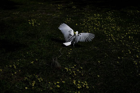 A cockatoo foraging among flowers in Bonnet Bay on Thursday.