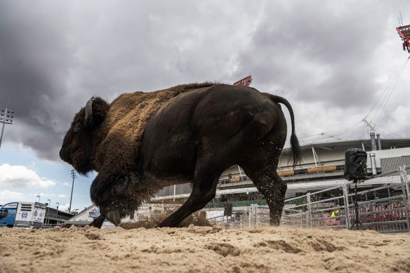 A bison at the Sydney Showground on Wednesday. The Royal Easter Show opens on Thursday April 6th.