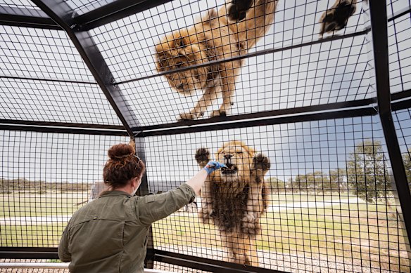 Up close at mealtime: Lions come up to the steel mesh cage for food.
