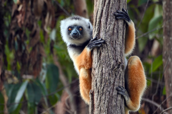 The sifaka, when on the ground, walk/hop upright with their arms raised like Greek dancers.