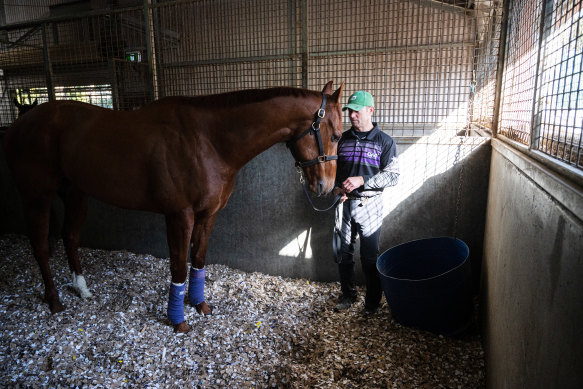 Trackwork rider Stuart Williams with Nature Strip  at home on cardboard in his stable at Rosehill.