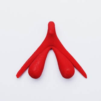 Tanya Koens' 10cm-long, anatomically correct, 3D clitoris model.