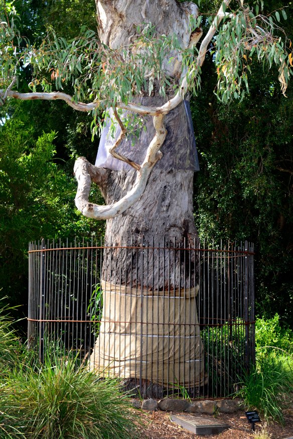 Melbourne’s 400-year-old Separation Tree died in 2015 after being ring barked. Those responsible have not been charged.
