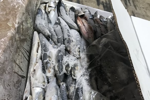 Nearly 60 kgs of cocaine was seized after it was discovered concealed in two shipping containers of frozen fish from Peru. 