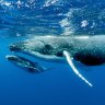 'No freak accident': Scientists flagged concerns with Ningaloo humpback swimming tours as early as 2015