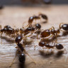 A close-up of red imported fire ants.