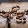 State ramps up effort to stop venomous fire ants in their tracks