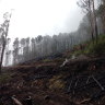 ‘Not a great legacy’: Troubled state-owned VicForests to close within months