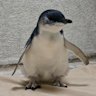 Juvenile little penguin currently in care.