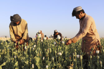 Afghanistan’s ruling Taliban have announced a ban on poppy production, even as farmers across many parts of the country began harvesting the flower that produces the lucrative opium which is used to make heroin. 