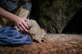 A brush-tailed bettong is released into the Mallee Cliffs National Park, a feral-free zone.