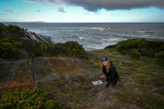 Gayle Seddonová s klecí odolnou proti králíkům na Phillip Islandu. 