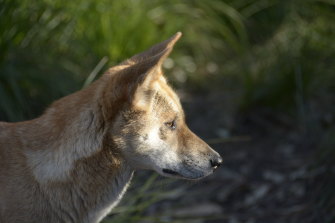 Sandy, the wild-born desert dingo whose genome was mapped, was found in the South Australian desert as a pup in 2014.
