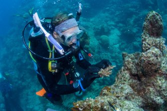 About 25,000 newly-grown corals and pieces of broken coral have been planted on northern sections of the Great Barrier Reef. 