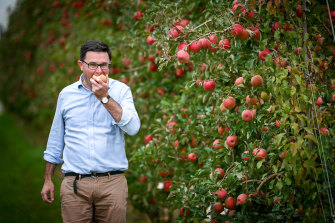 Nationals deputy leader David Littleproud in an apple orchard in Shepparton.. 