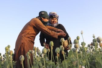 Afghan farmers harvest poppy in Nad Ali district, Helmand province, Afghanistan, on Friday.